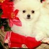 maryseals226